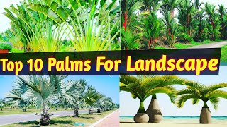 Trending Palms For LandscapingBest Palm Tree for Landscape at any Climatic conditionsPalm tree [upl. by Clabo]