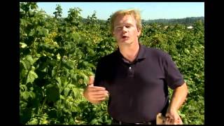 What Raspberry Variety Should You Grow [upl. by Lehcer661]