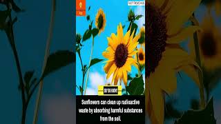 Mind Blowing Sunflower Facts Cleaning Up Radioactive Waste facts shorts interestingfacts [upl. by Akemak991]