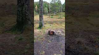 Bear watching us make coffee at a fire Svarttjønna Steinkjer Norway norwegiannature [upl. by Aynekal831]