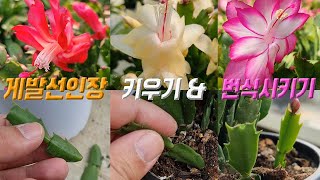 게발선인장 키우기 💐 게발선인장 번식 게발선인장 삽목 🌹 Schlumbergera care 게발선인장 꽃피우기 [upl. by Arolf563]