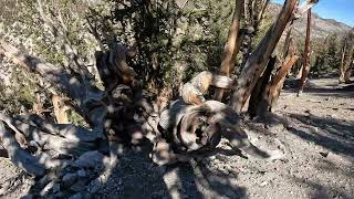 Part 2of2 Exploring California  Bristlecone Pine Forest [upl. by Ynohtnaluap157]