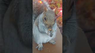 Tammy the Squirrel Eating a Walnut 1117241631 [upl. by Arabela67]