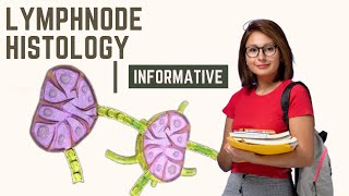 lymph node histology  cortex amp hilum  lymph node anatomy amp histology simplified  lymphatic system [upl. by Pippy]