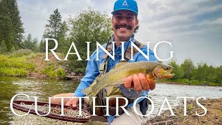 RAINING CUTTHROATS  Fly Fishing Montana [upl. by Annaig66]