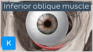 Inferior oblique muscle of the eye  Human Anatomy  Kenhub [upl. by Adneram]