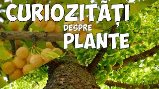 CURIOZITATI DESPRE PLANTE  BIOLOGIE  SCOALA ONLINE [upl. by Nnodnarb127]