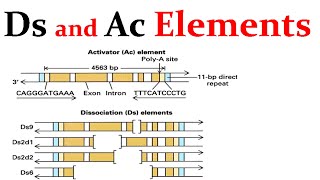 What are TransposonsTransposable Elements [upl. by Pigeon]