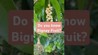 BignayAntidesma bunius ಬಿಗ್ನೇ Bignay organic fruit farmer agriculture viralvideos shorts [upl. by Vicky]