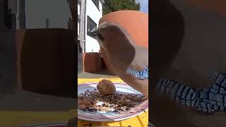 EURASIAN JAY birds bird shorts short youtube youtuber shortvideo fyp foryoupage [upl. by Taran]