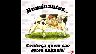 001  Quem são os animais ruminantes [upl. by Airotel]