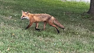 Fox with GLOWING Eyes Comes Back 🦊🦊😱👽 fox foxontherun wildanimals [upl. by Shep699]