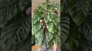 Monstera adansonii subspecies laniata  monstera houseplants [upl. by Nivan]