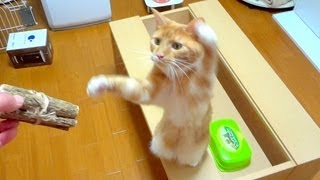 マタタビの原木をかなり気に入った猫  the cat loves the branch of the source of the cat powder [upl. by Ssidnac]