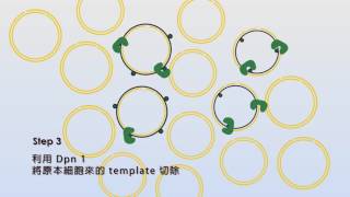 點突變方法與原理小動畫 SiteDirected Mutagenesis Basic [upl. by Annaiel422]