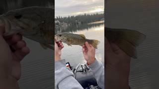 Drop shot putting in work smallmouth dropshotfishing kayakfishing [upl. by Safko580]