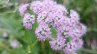 Pimpinella major Rosea [upl. by Gord]