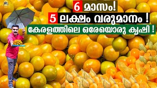 6 മാസം കൊണ്ട് 5 ലക്ഷം രൂപ വരുമാനം  കേരളത്തിലെ ഒരേയൊരു കൃഷി  എളുപ്പത്തിൽ വീട്ടിൽ തന്നെ ചെയ്യാം [upl. by Viridi]