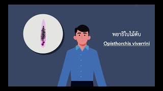 พยาธิใบไม้ตับ Small liver fluke  วงจรชีวิต  Opisthorchis viverrini  Parasitology MD KKU [upl. by Nalac]