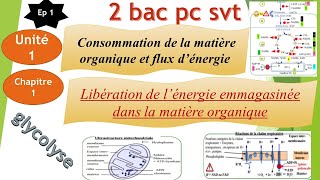 2Bac PCSVT U1CH 1EP1 libération de lénergie emmagasinée dans la matière organique glycolyse [upl. by Cyrille]