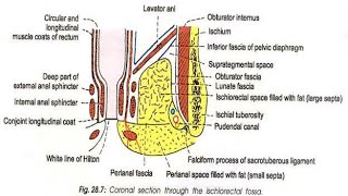 Ischioanal fossa part1Easy Anatomy  Abdomen [upl. by Eldoria]