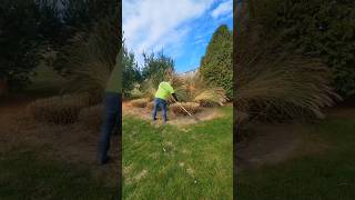 Cutting back grasses for winter shorts grasses gardening landscaping trimmer lawncare garden [upl. by Enitsrik]