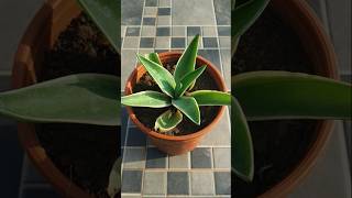 Agave attenuata  Ray of light  fox tail agave  lotus shaped croton  cactus  spike edge plant [upl. by Adnahsed]