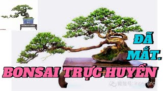 CHIÊM NGƯỠNG NHỮNG TÁC PHẨM BONSAI TRỰC HUYỀN [upl. by Ttocserp]