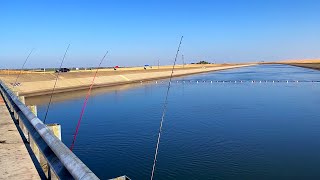 Striper Fishing the California Aqueduct with Anchrovies [upl. by Ahsilahk405]