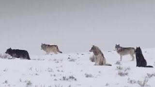 These Wolves Are Hungry for Elk  BBC Earth [upl. by Savick]