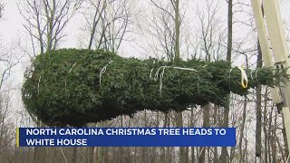 Official White House Christmas Tree harvested from Avery Co NC [upl. by Onileba]