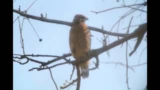 Red shouldered Hawk cry [upl. by Ingmar]