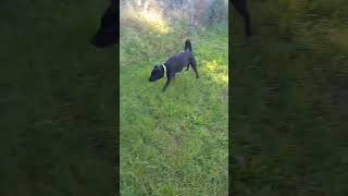 Cães a ladrar animais cao hashtag dog fofos cachorro caes viral shortsyoutube shorts [upl. by Zetneuq876]