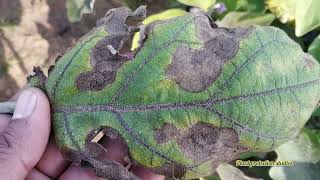 Alternaria leaf spot disease of brinjal [upl. by Iarahs421]