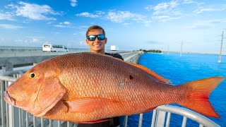 Most EXPENSIVE Fish Caught off Pier Catch Clean Cook Florida Keys Bridge Fishing [upl. by Anilegna]