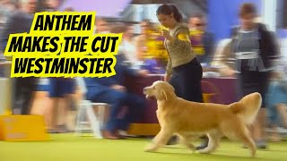 Anthem a Golden Retriever Makes the Cut at Westminster 2024 [upl. by Alul]