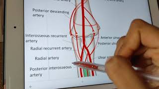 profunda brachii artery 👾clinical [upl. by Neram581]