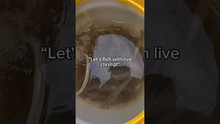 Fishing with LIVE SHRIMP👀 fishing shorts [upl. by Druci]