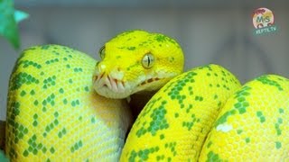 Reptil TV  Folge 50  Morelia viridis  Chondro  Grüner Baumpython  Teil 1 [upl. by Talie53]