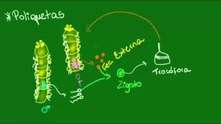 Sistema reprodutor dos Poliquetos e Hirudíneos  Zoologia  Biologia [upl. by Haisej]