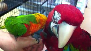 Conure and Macaw [upl. by Suneya679]