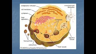 Endocytosis and Exocytosis [upl. by Feinberg]