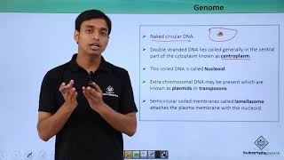 Class 11th – Cyanobacteria – Genome  Biological Classification  Tutorials Point [upl. by Cecile778]