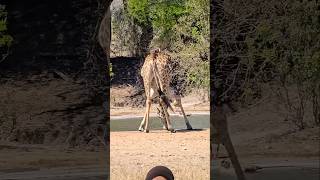 Giraffe Drinking water krugernationalpark wildlife shortvideo [upl. by Alorac3]