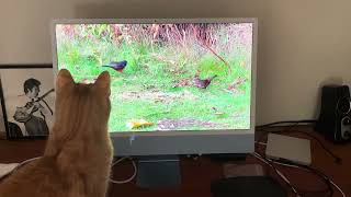 Harvey watches cat video [upl. by Enilemme]