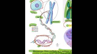 Pathology Introduction 1C [upl. by Idnim]