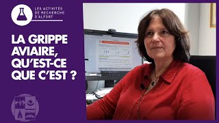 La grippe aviaire questce que cest [upl. by Ueih]