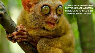 Tarsier Adorable And Funny [upl. by Treharne882]