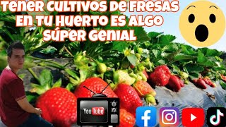 Tener Cultivos de Fresas En Tu Huerto Es Algo Súper Genial😱🍓 [upl. by Shirberg]