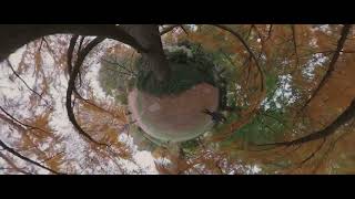 Mt Auburn Cemetery Golden Larch LP 360degree 4K [upl. by Fatma]